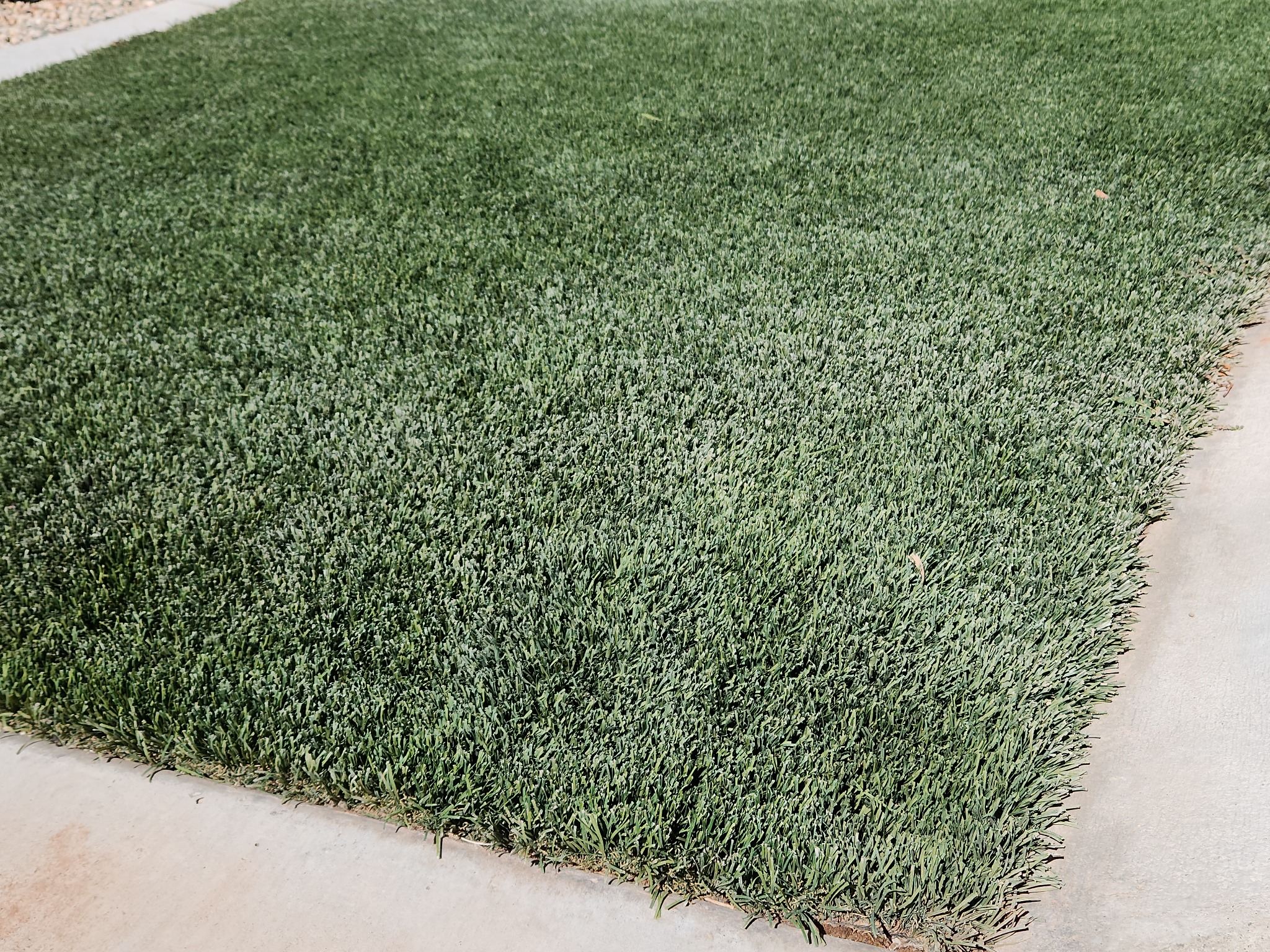 Close view of chalky discoloration across artificial turf before mineral-scale treatment and deep cleaning.